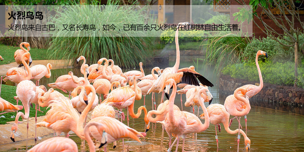 富力红树湾