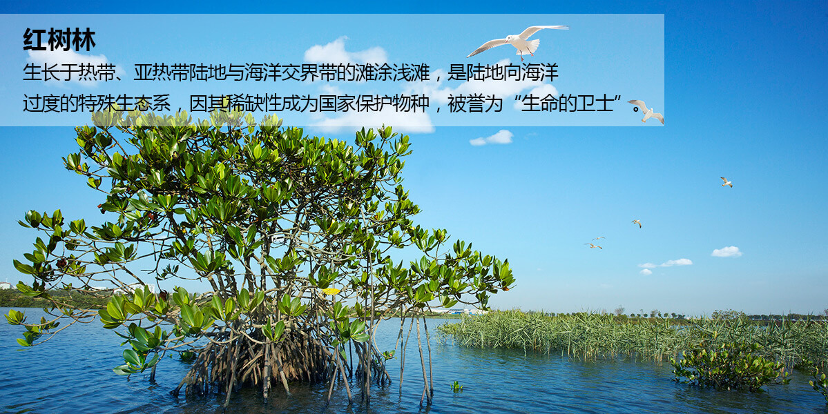 富力红树湾